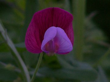 Lathyrus clymenum (=Lathyrus articulatus)